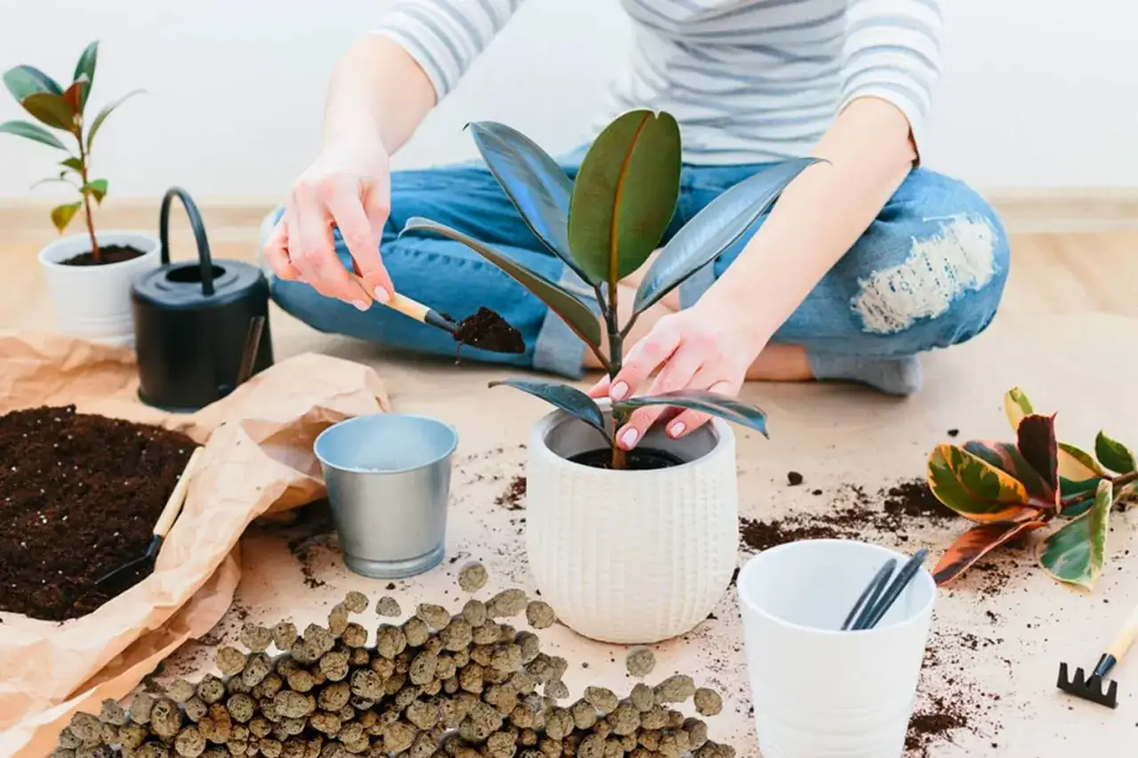 Osoba przesadza roślinę, dodając ziemię do doniczki. Obok leży garść keramzytu na wierzch doniczki.