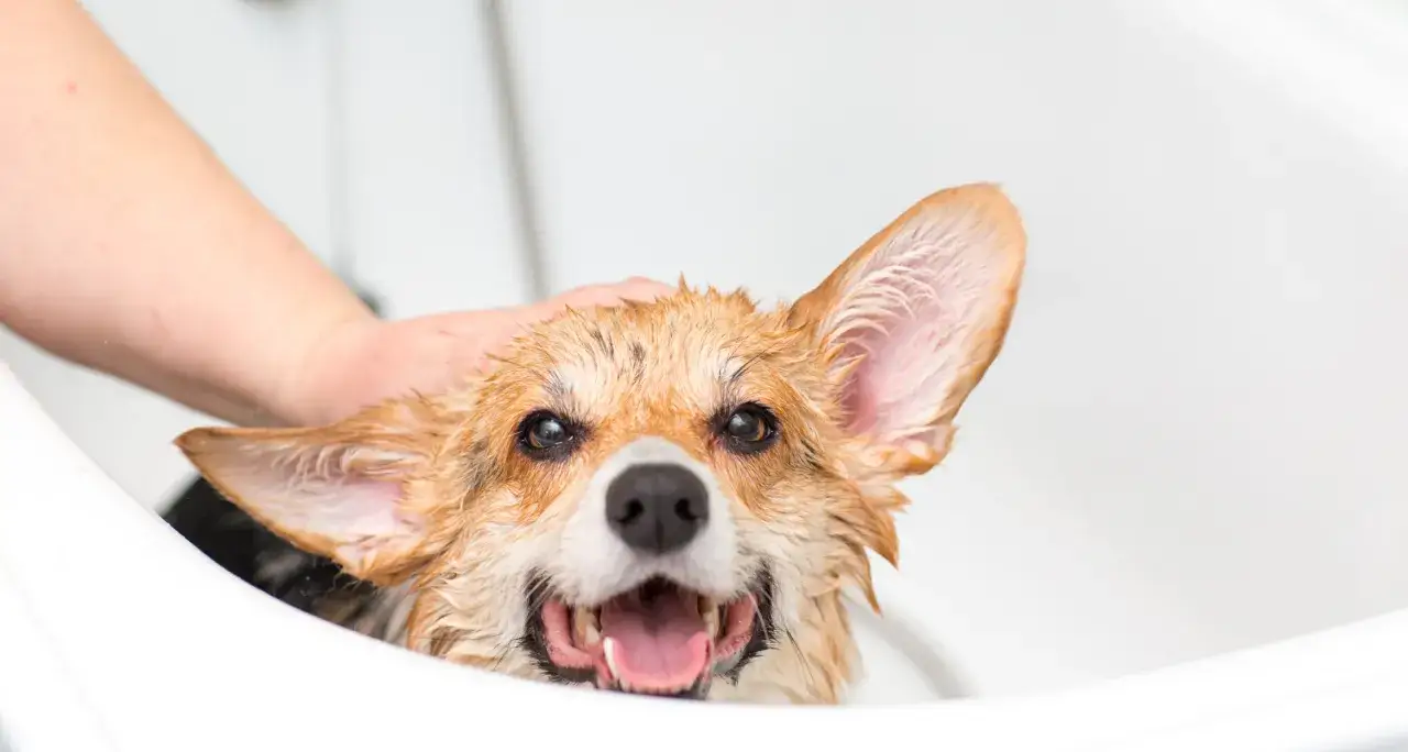 Szukając szamponu dla psa, żeby nie śmierdział, warto wybrać ten, kt&oacute;ry pozostawi sierść czystą i pachnącą. Mokry corgi w wannie.