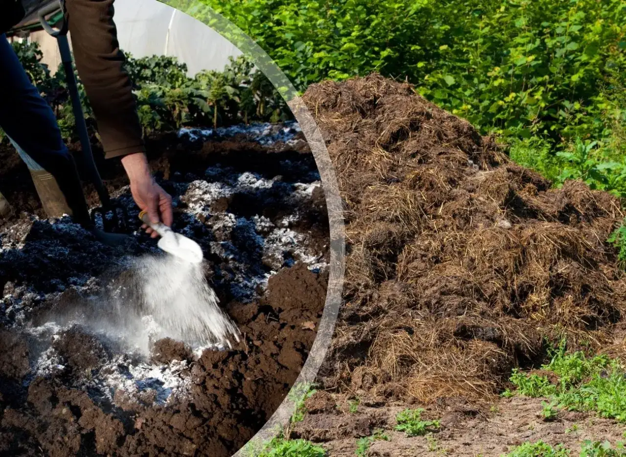 Zdjęcie Czy wapno hydratyzowane szkodzi roślinom? Zastosowanie i skutki w ogrodzie