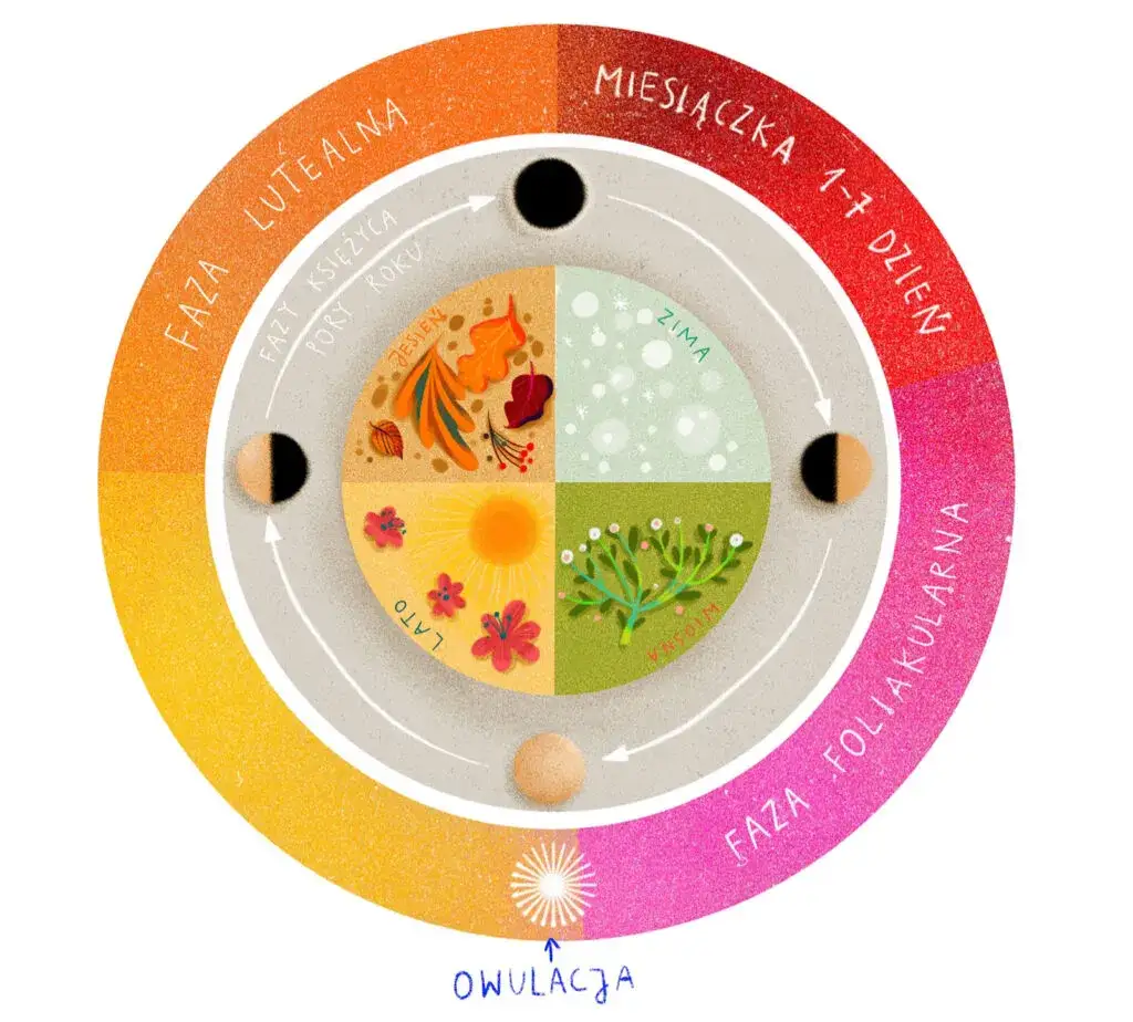 fazy cyklu miesiączkowego schemat
