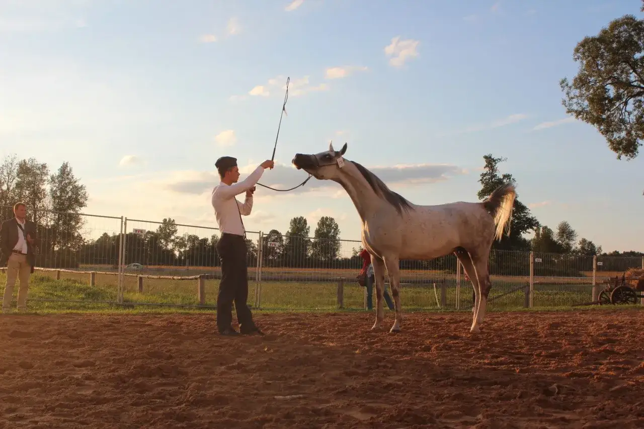 Elegancki koń czystej krwi arabskiej prezentuje się w blasku zachodzącego słońca, prowadzony przez młodego mężczyznę.