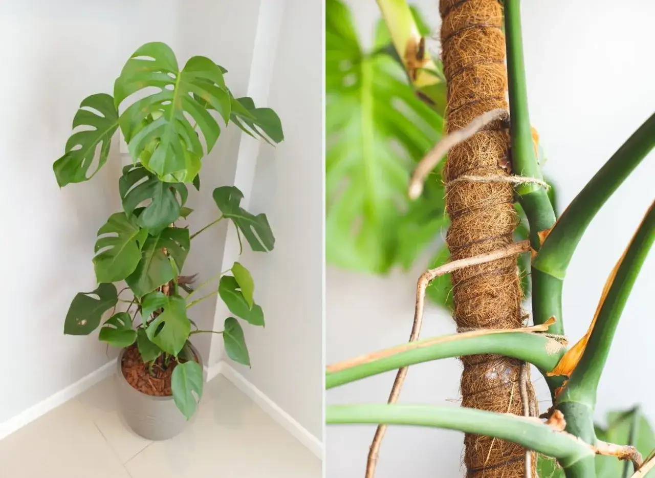 Monstera z pięknymi liśćmi i korzenie powietrzne oplatające palik kokosowy.