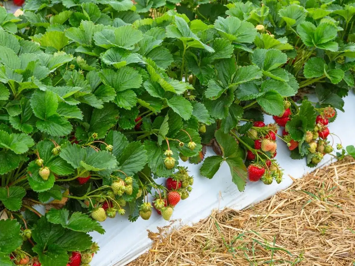 Plantacja truskawek na folii. Krzaczki z zielonymi i czerwonymi owocami, gotowe do zbioru. Idealne rozwiązanie, w czym sadzić truskawki.