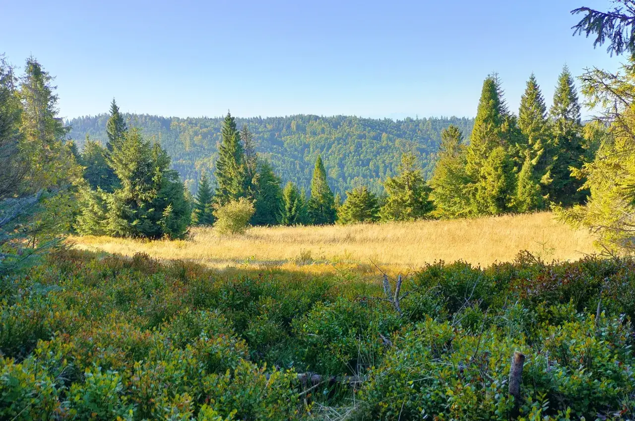 Złocista polana na tle zielonych, zalesionych wzg&oacute;rz. Stare wierchy Turbacz w jesiennym słońcu, otoczone gęstą roślinnością.