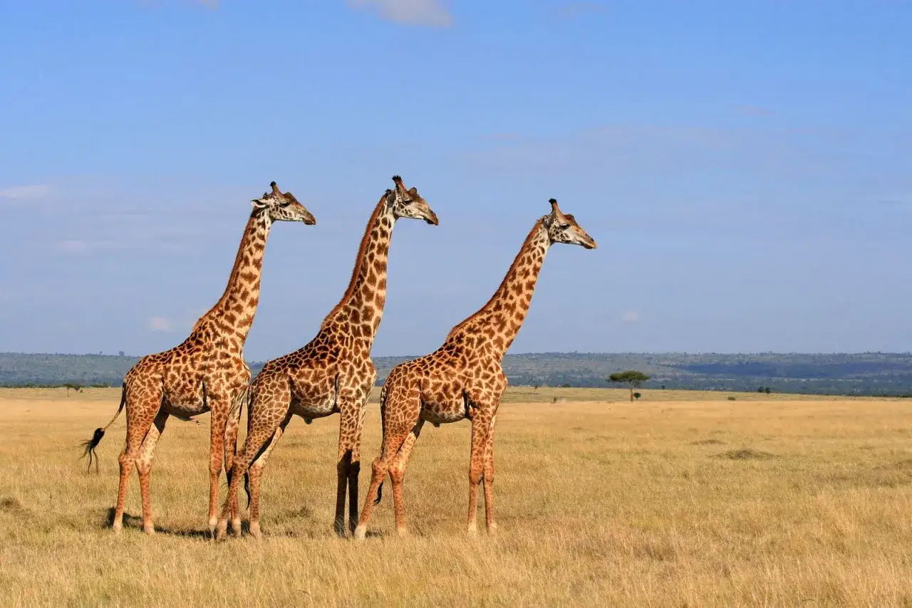 Trzy żyrafy na tle sawanny w Kenii i Tanzanii. Ich długie szyje sięgają ku błękitnemu niebu, a cętki tworzą piękny wzór.
