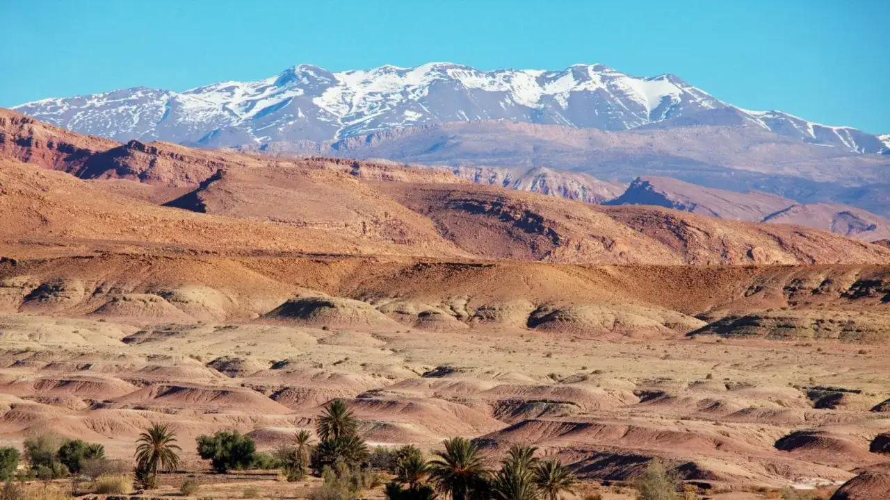 Ośnieżone szczyty góry Atlas górują nad suchym, pustynnym krajobrazem z palmami i czerwonymi skałami.