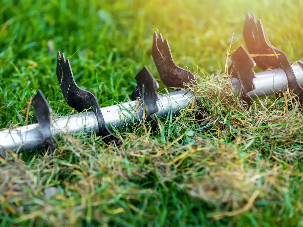 Metalowe ostrza wertykulatora na tle trawy. Przygotowanie trawnika do zimy lub wiosny.