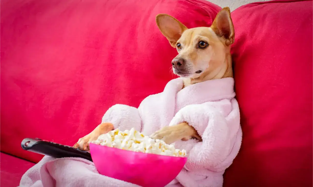 Pies w szlafroku siedzi na kanapie z miską popcornu i pilotem. Czy pies może popcorn?