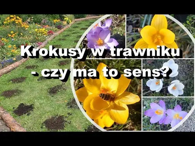 Zdjęcie Jak sadzić krokusy w trawie, aby uniknąć błędów i cieszyć się kwitnieniem