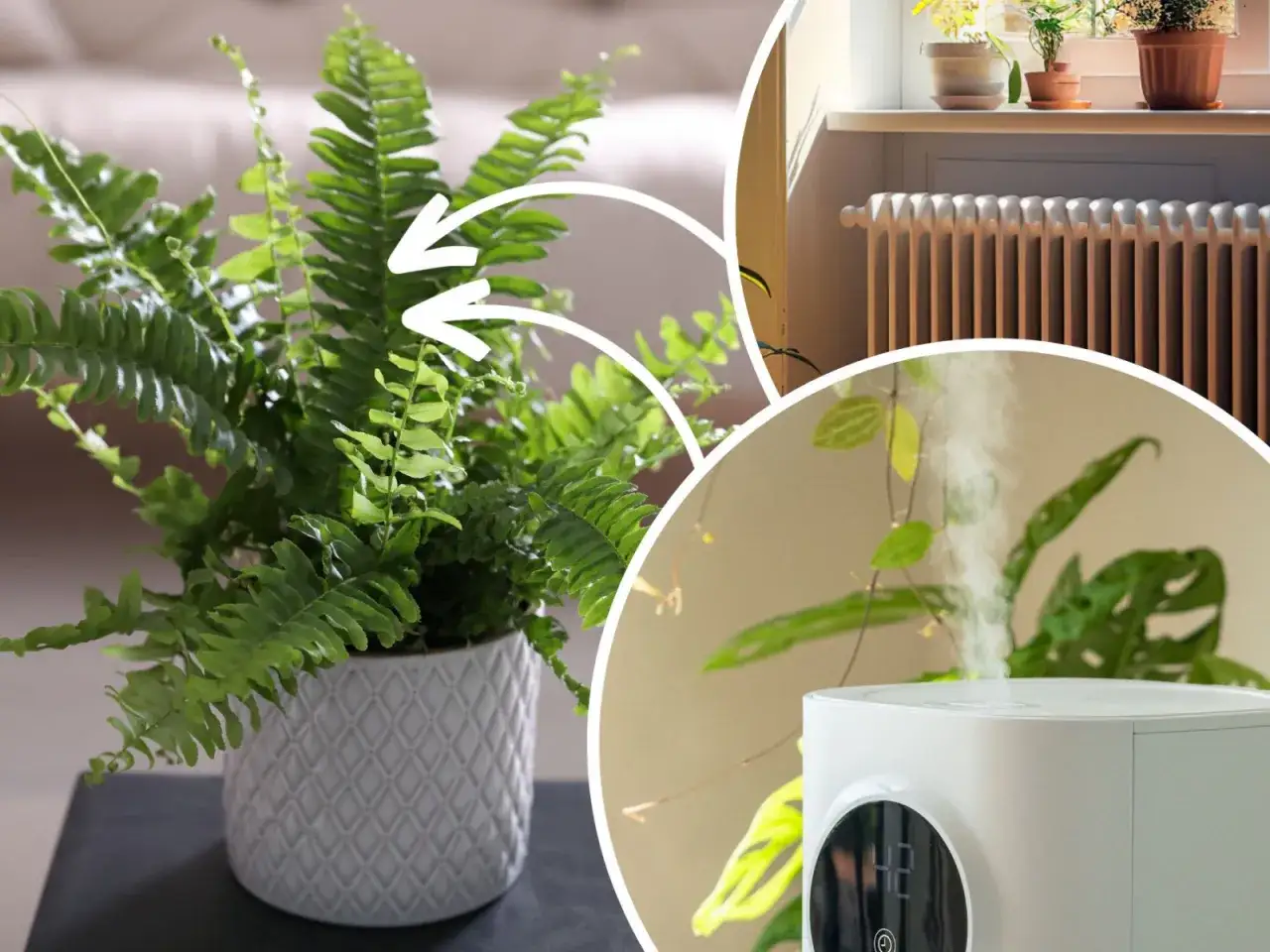 Paprotka w domu a zdrowie: bujna paproć, grzejnik i nawilżacz powietrza tworzą idealne warunki dla dobrego samopoczucia.