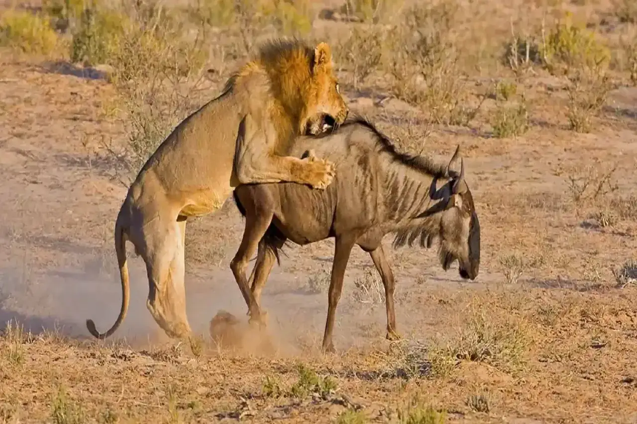 Lew atakuje gnu na sawannie. Takie sceny to część dzikiej przyrody Tanzanii, gdzie ceny safari mogą być wysokie, ale widoki niezapomniane.