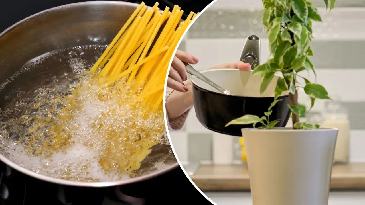 podlewanie roślin wodą po makaronie