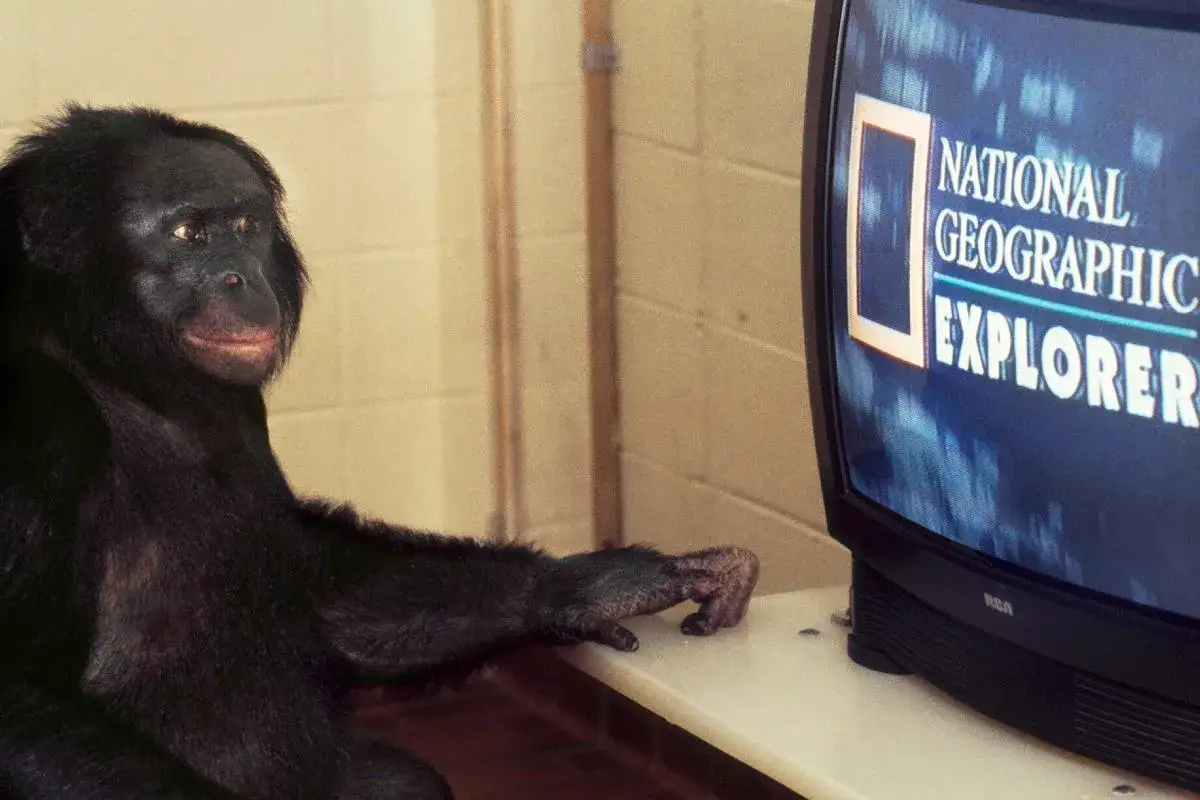 Szympansy z lasu bili oglądają National Geographic Explorer.