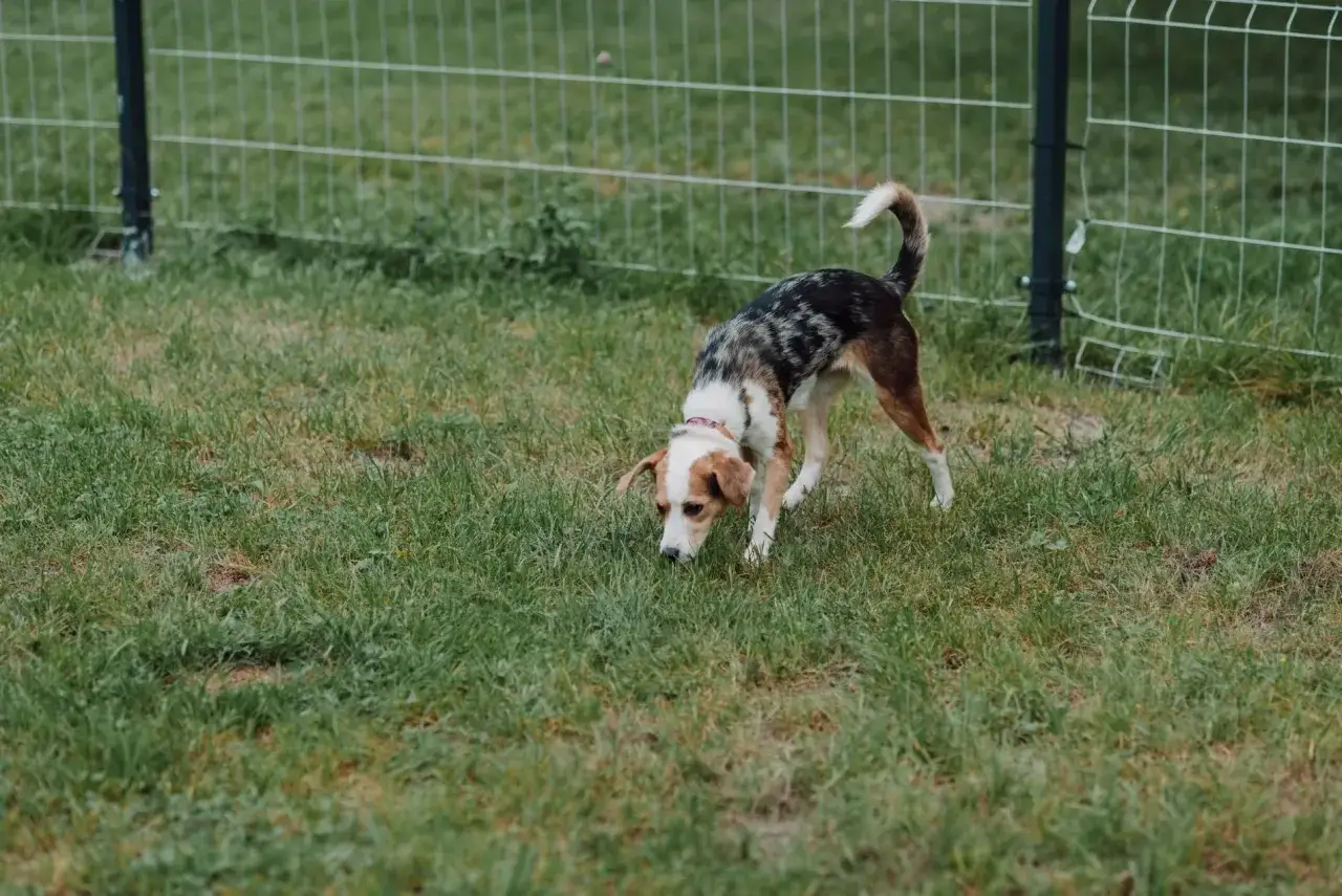 Pies tropi ślady, zastanawiając się, kiedy wydawać szczeniaki.
