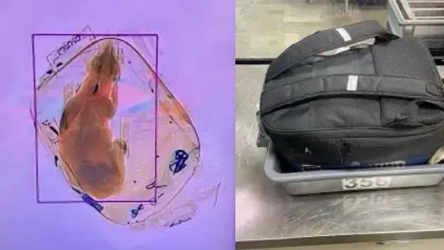 Ekran skanera bagażu na lotnisku z zaznaczonymi przedmiotami