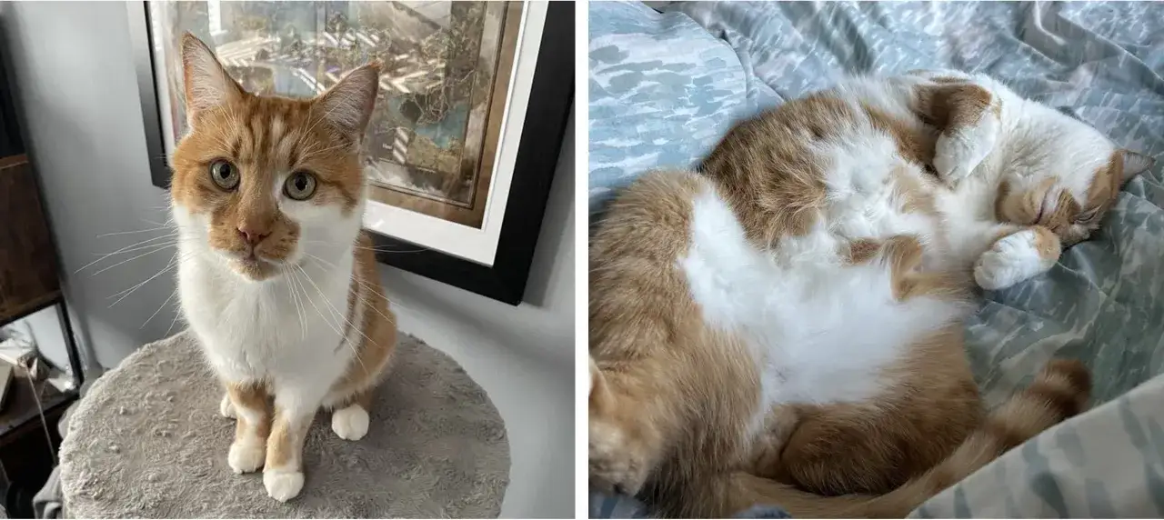 Pomarańczowy kot siedzi, a obok śpi zwinięty w kłębek. Czy to objawy koronawirusa u kota?