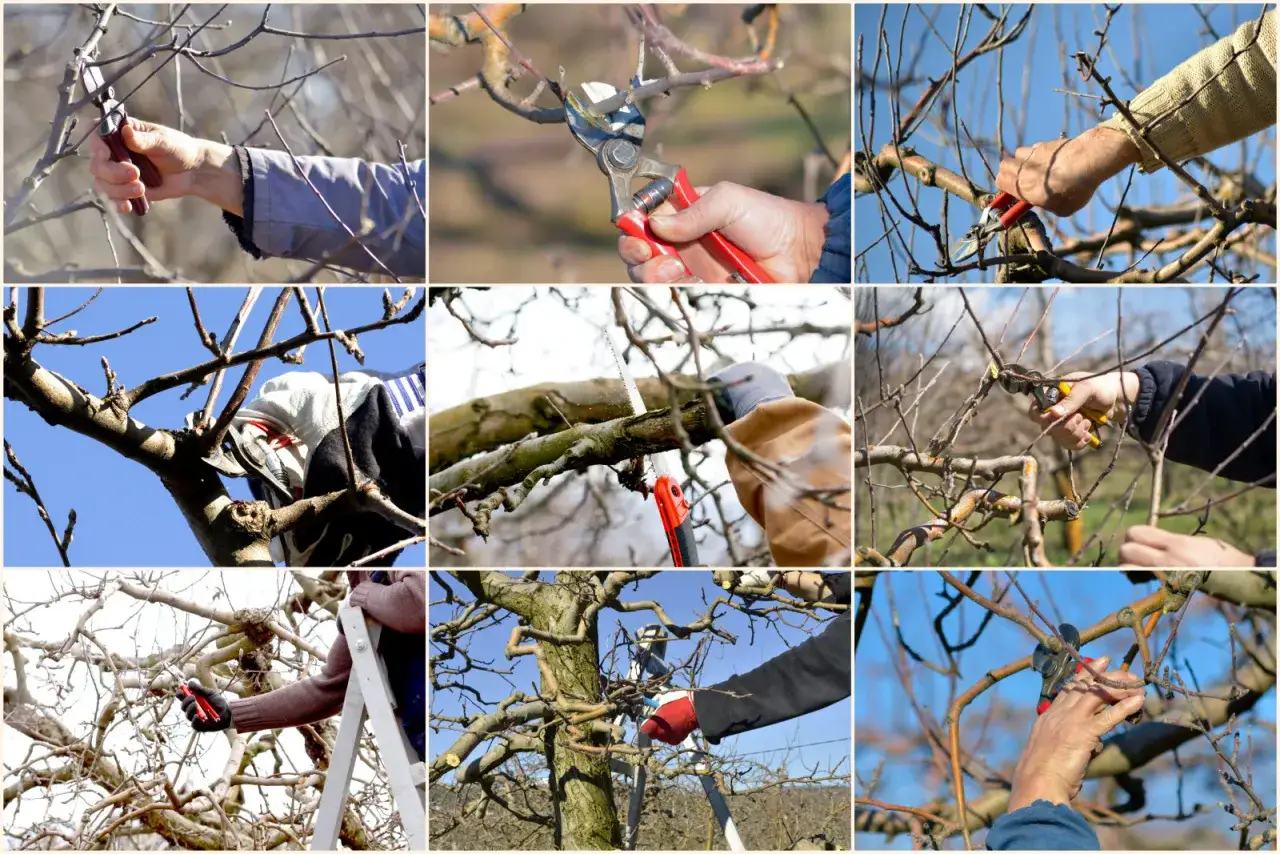 kalendarz cięcia moreli w Polsce