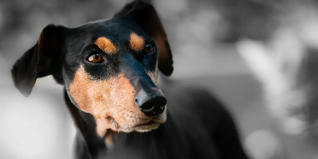 Zdjęcie Ile karmy dla psa: jak nie popełnić błędu w diecie pupila