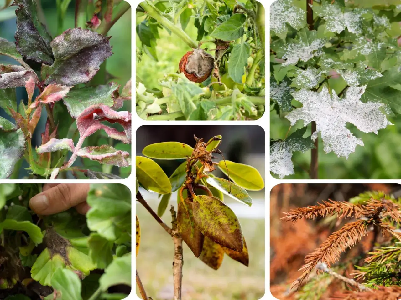R&oacute;żne rośliny z objawami chor&oacute;b, w tym brunatna plamistość liści na r&oacute;żach, pomidorze i klonie.