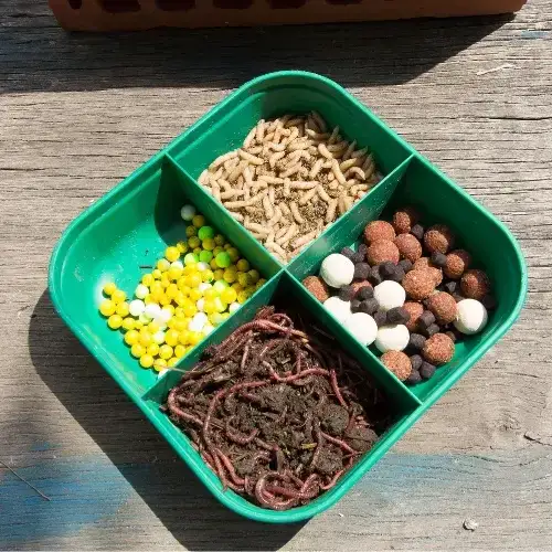 Zdjęcie Najlepsza przynęta na karpia - uniknij błędów i złów więcej ryb