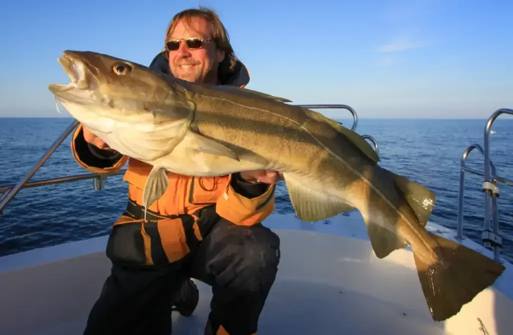 wędkarstwo morskie dorsz zasady infografika