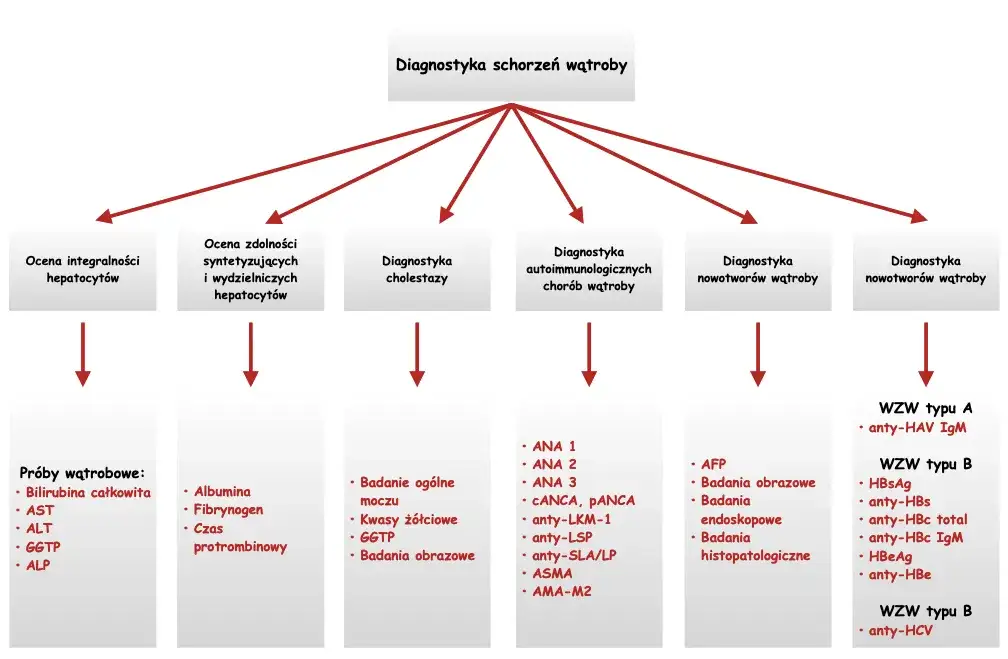 badanie alt na czym polega, wątroba schemat