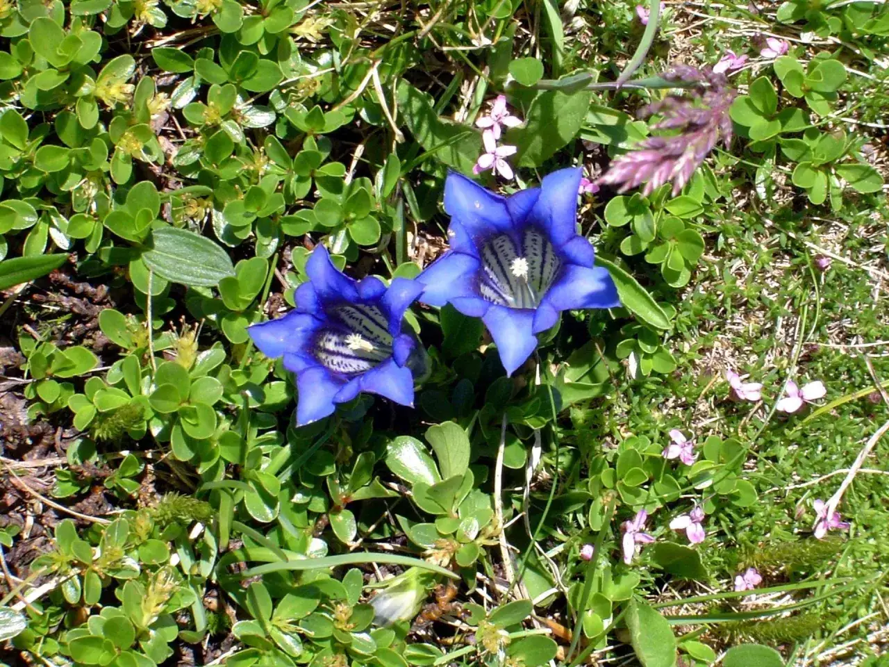 fiori di montagna italiani stella alpina genziana rododendro