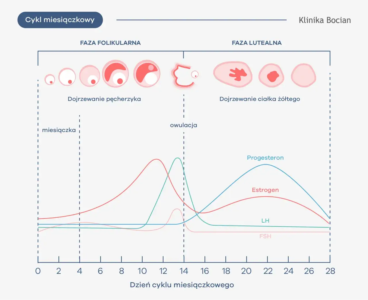 schemat cyklu menstruacyjnego z fazami i hormonami