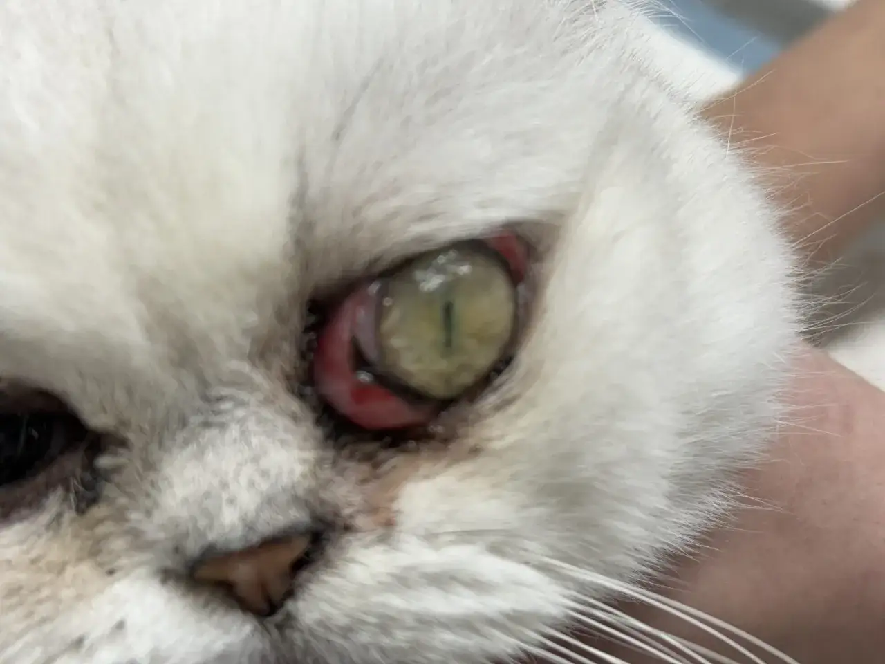 Oko kota z objawami panleukopenii: zaczerwienione, opuchnięte powieki i zmętniałe białko oka.