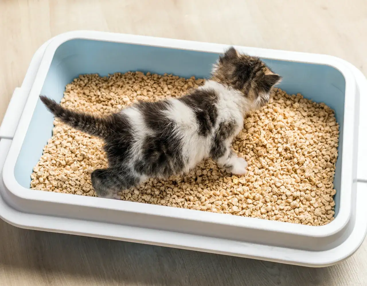 Zdjęcie Jak wytresować kota: skuteczne metody na lepsze zachowanie pupila