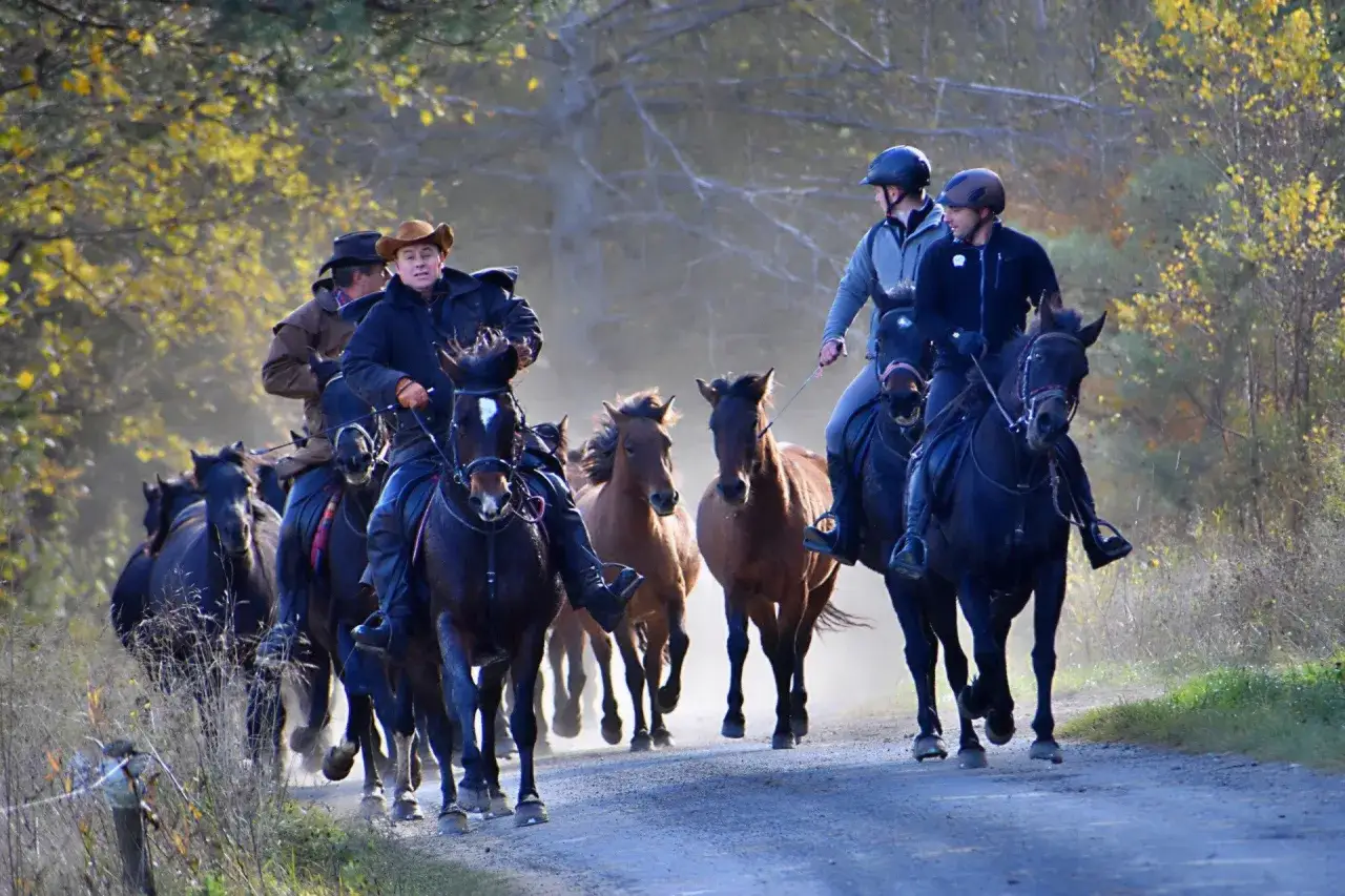 Zdjęcie Stadnina koni huculskich w Regietowie - historia i unikalne wydarzenia