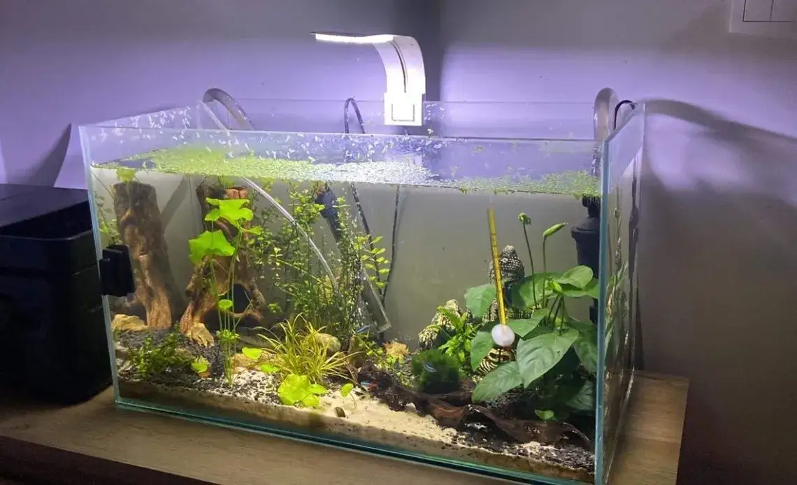 Zdjęcie Optymalna temperatura wody w akwarium dla gupików – uniknij problemów zdrowotnych