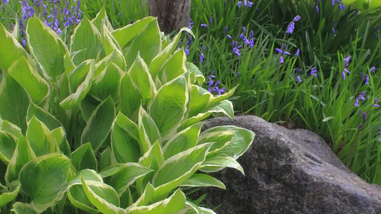 Zdjęcie Jak sadzić hosty: uniknij najczęstszych błędów i ciesz się pięknem