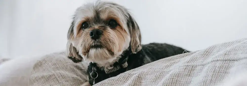 Zdjęcie Lęk separacyjny u psa: jak go rozpoznać i skutecznie leczyć