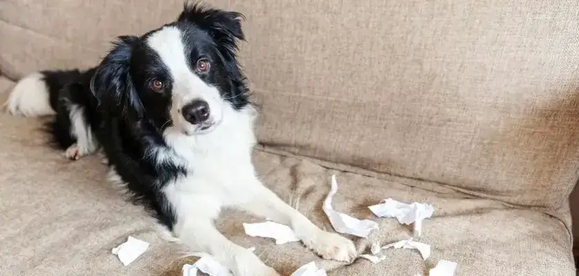 Zdjęcie Dlaczego szczeniak gryzie po nogach? Odkryj przyczyny i rozwiązania