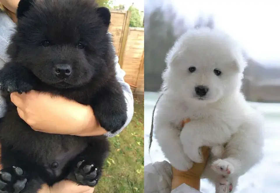 Zdjęcie Psy jak miś pluszowy – rasy, które zachwycają swoim wyglądem