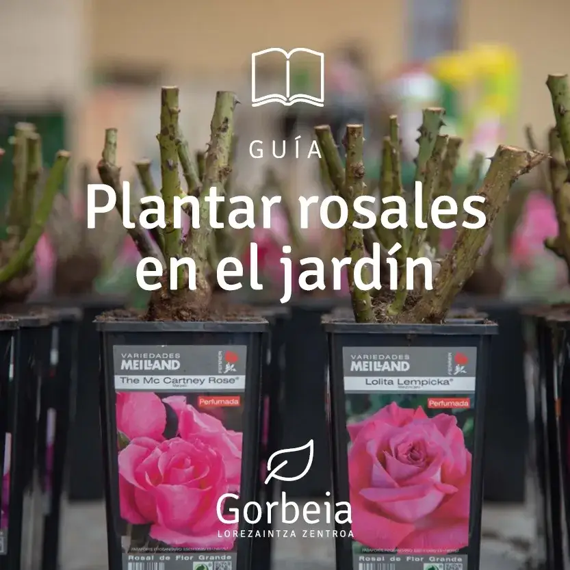 Zdjęcie Cuándo se plantan los rosales para asegurar su crecimiento saludable