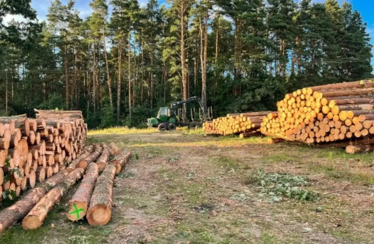 Zdjęcie Czy na wycięcie drzewa trzeba mieć pozwolenie? Sprawdź, by uniknąć kary
