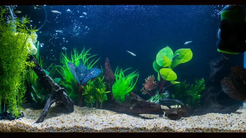 Zdjęcie Jakie podłoże do akwarium wybrać, aby uniknąć problemów z roślinami?
