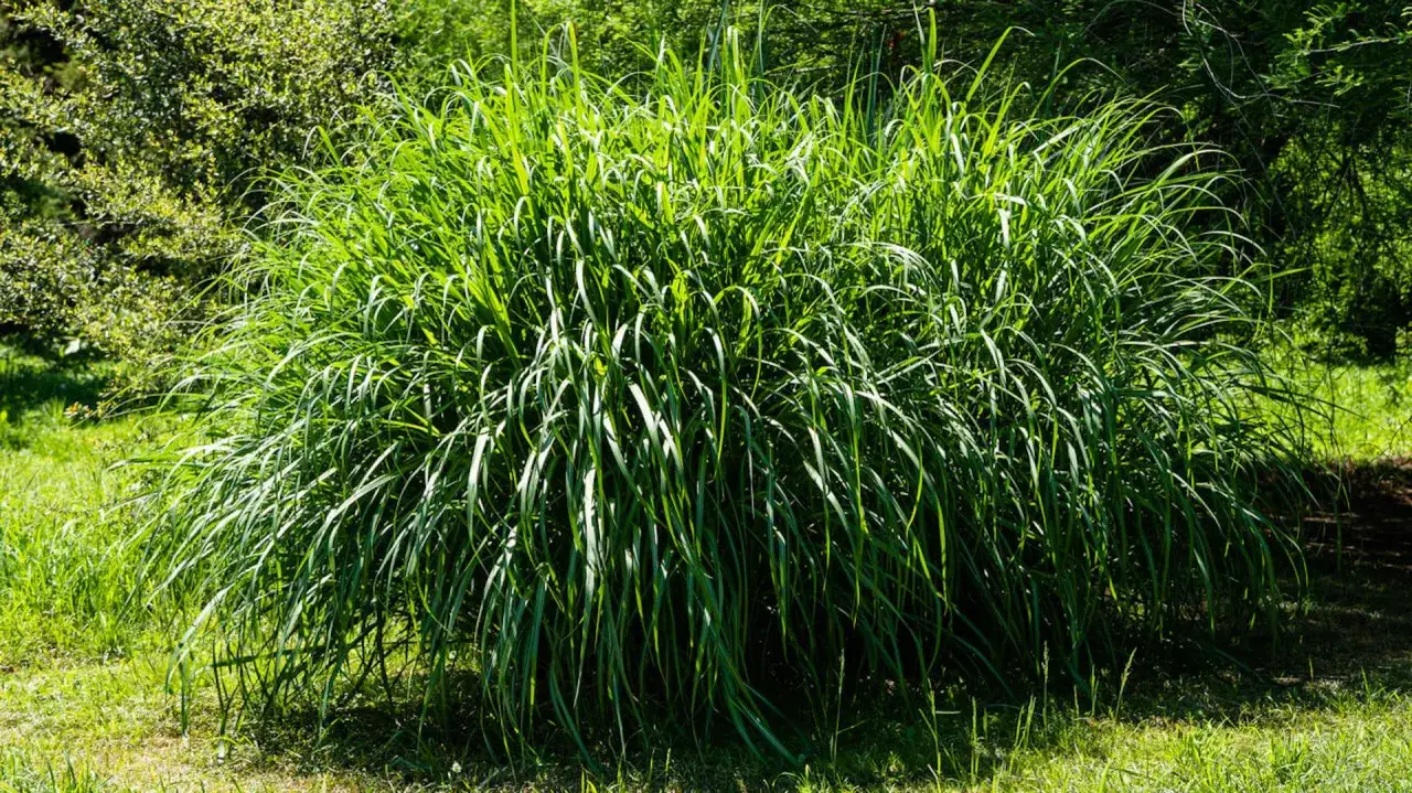 Zdjęcie Jak prawidłowo sadzić miskanta olbrzymiego na żywopłot – uniknij błędów i ciesz się efektem