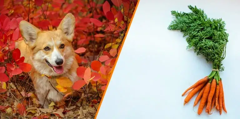 Zdjęcie Czy pies może jeść surową marchewkę? Bezpieczne przekąski dla psa