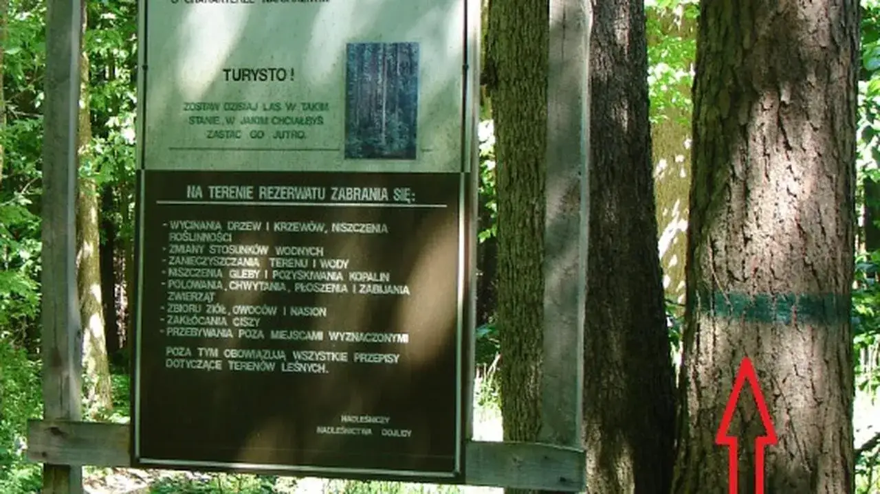 Zdjęcie Rezerwat przyrody a park narodowy: Kluczowe różnice i podobieństwa