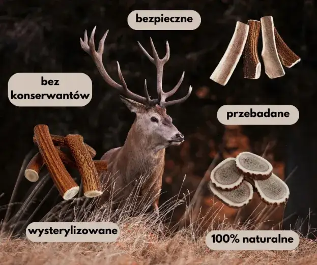Zdjęcie Jak przygotować poroże jelenia dla psa, aby było bezpieczne i zdrowe