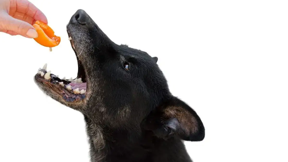 Zdjęcie Czy pies może jeść morele? Dowiedz się, co jest niebezpieczne dla psa