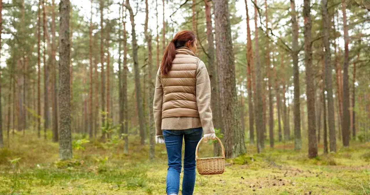 Zdjęcie Jakie jadalne grzyby rosną w lesie? Odkryj najcenniejsze gatunki