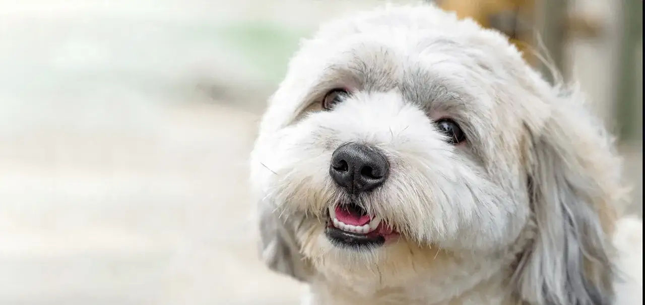 Zdjęcie Czy pies może jeść imbir? Poznaj bezpieczne dawkowanie i skutki uboczne