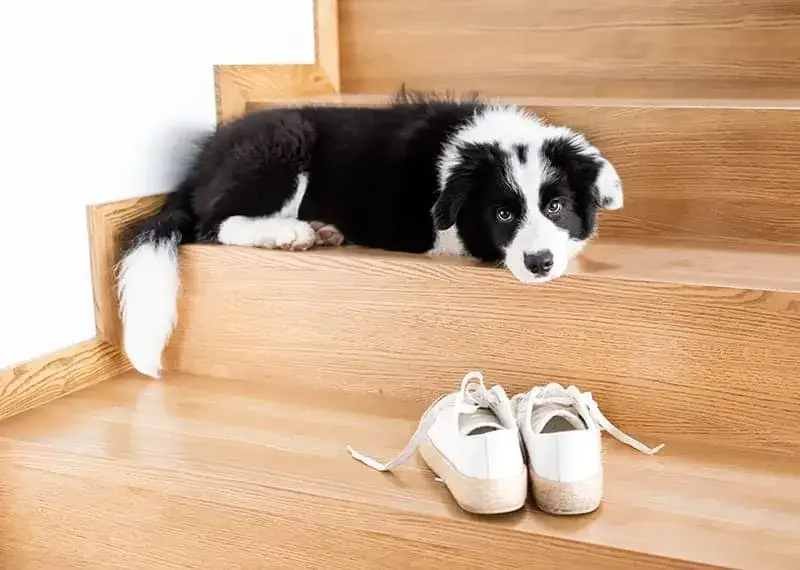 Zdjęcie Czy border collie uczula? Poznaj ryzyko alergii i jak je zminimalizować