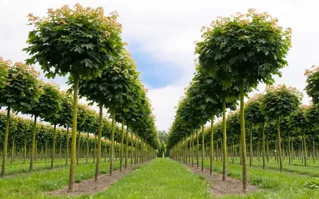 Zdjęcie Jak prawidłowo sadzić klony w ogrodzie i uniknąć błędów w pielęgnacji