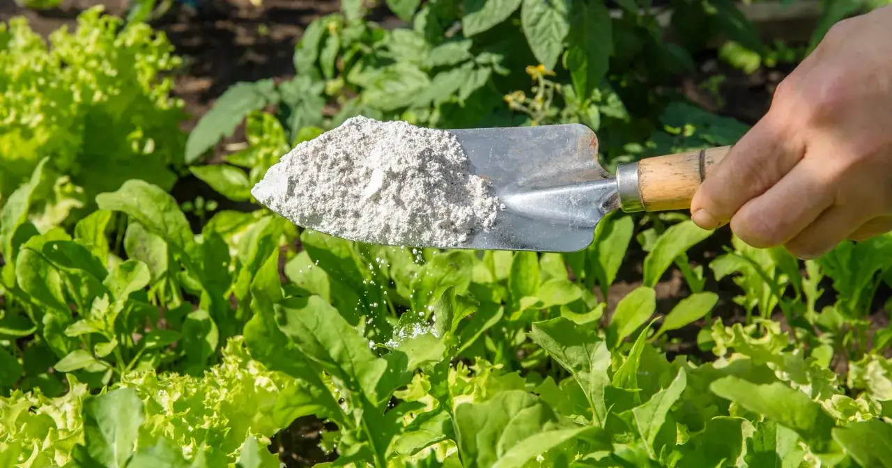 Zdjęcie Popiół z grilla jako nawóz - naturalne wsparcie dla roślin w ogrodzie