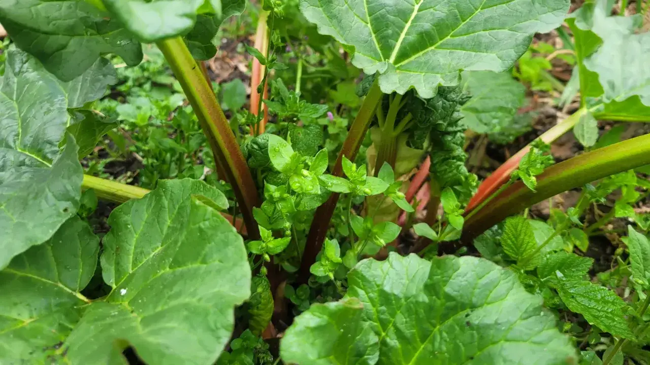 Zielone, soczyste łodygi rabarbaru, gotowe na pyszny kompot. Wok&oacute;ł bujna zieleń i krople deszczu.